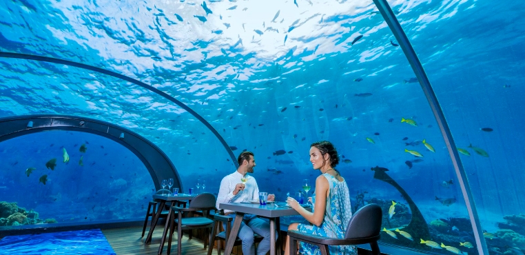 sea world shark restaurant