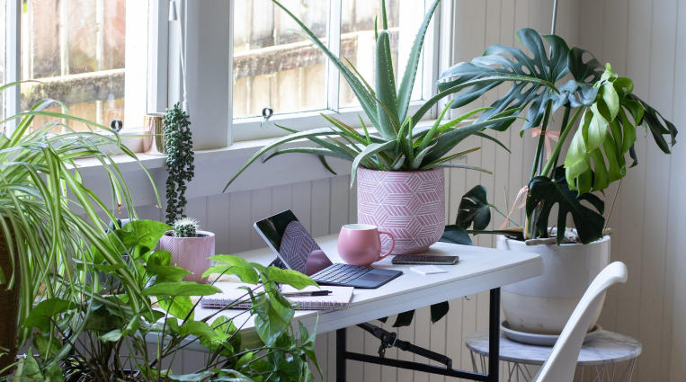 Best Low-Maintenance Plants for Minimalist Study Rooms