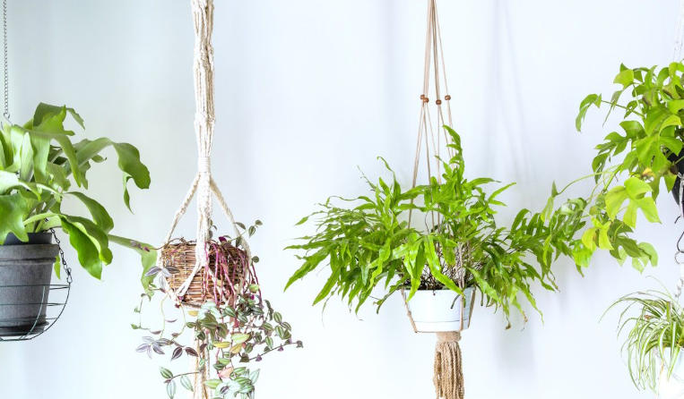 Hanging Planters in Minimalist Study Rooms