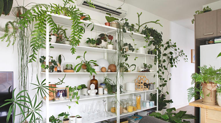 Succulent Arrangements for Minimalist Study Rooms